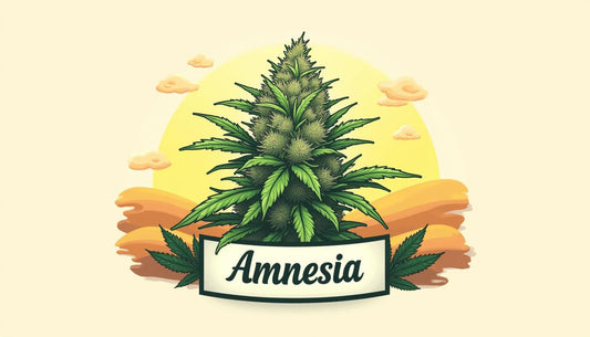 CBD AMNEESIA MAFRENCHWEED LIGHT