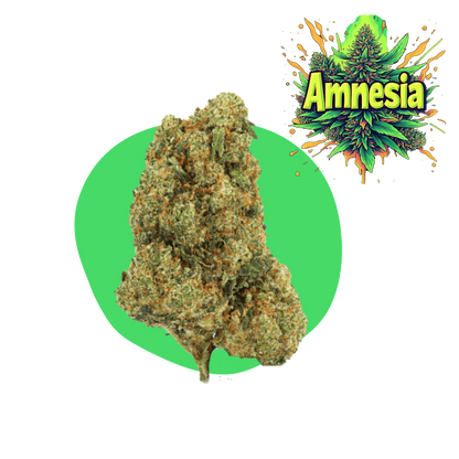 Amneesia CBD